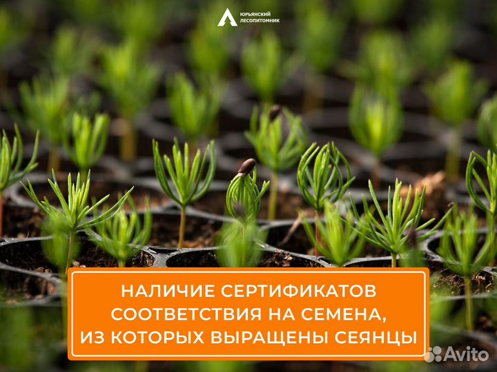 Сеянцы сосны и ели опт