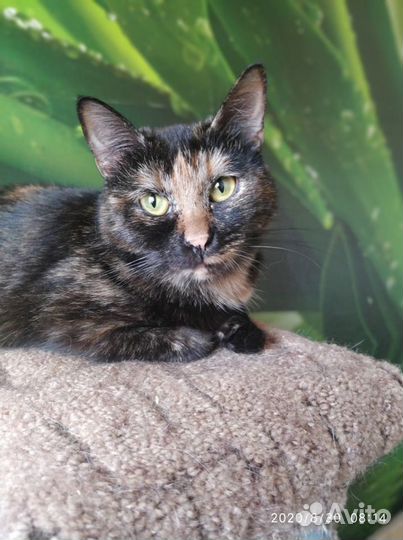 Кошечка около 3 лет Стерилизованная