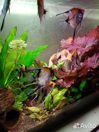 Аквариумные рыбки