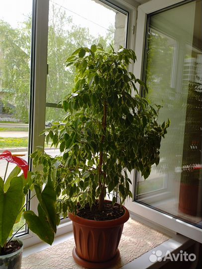 Комнатные растения цветы большие