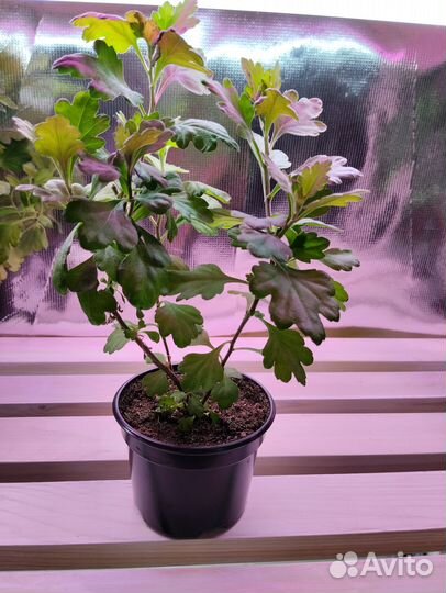 Хризантема мультифлора