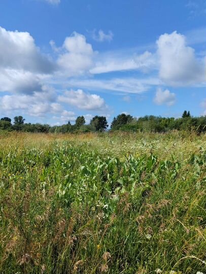 Участок 12 сот. (ИЖС)