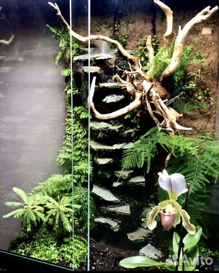 Оформление аквариум,флорариум,палюдариум,вивариум