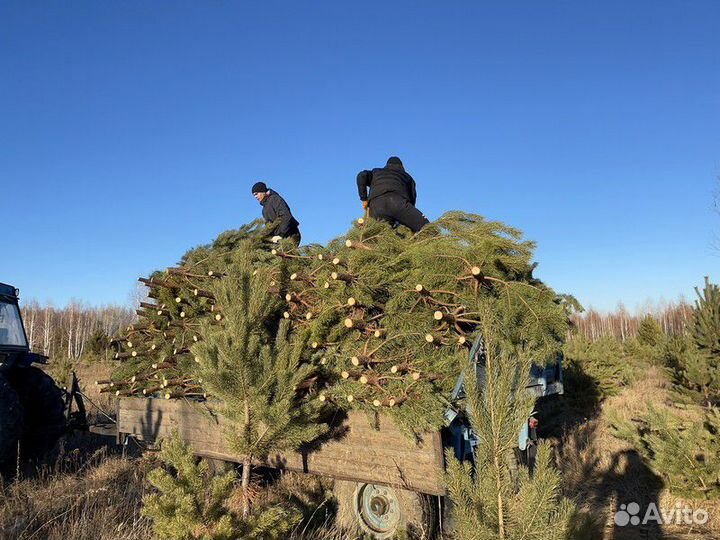 Сосна Оптом