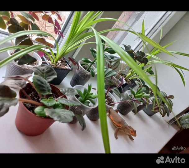 Набор комнатных растений 3шт за 100