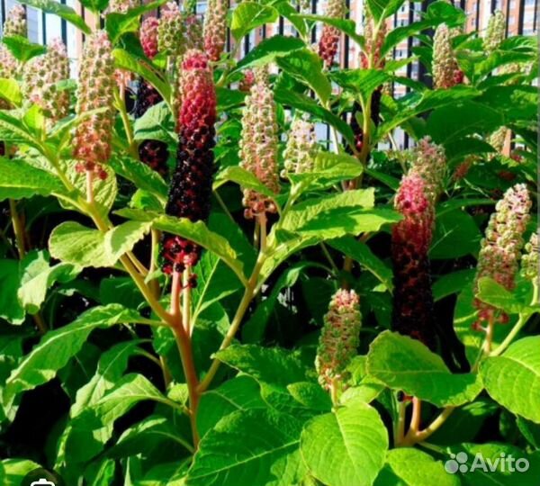 Фитолакка (лаконос)