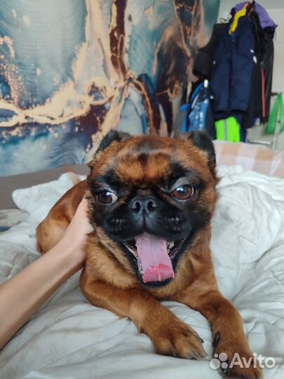 Кобель брабансона на вязку