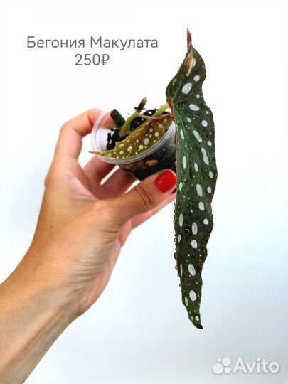 Бегония Макулата (Крылышки)