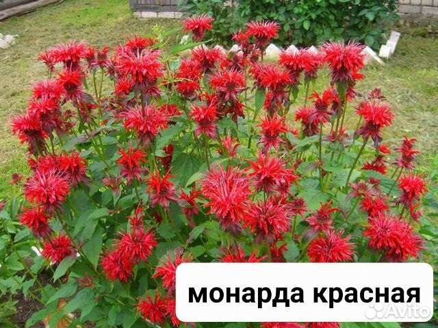 Многолетние цветы