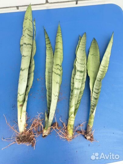 Сансевиерия сноу Вайт, Муншайн, Спирминт