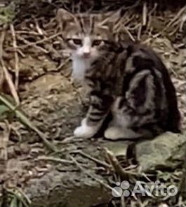 Кошечка в дар бесплатно