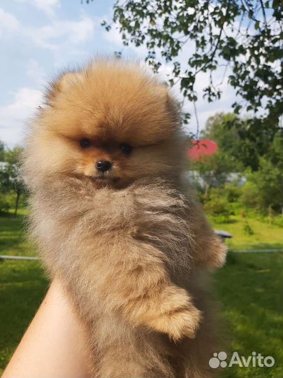 Померанский шпиц