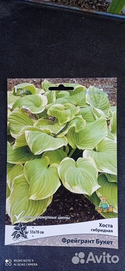 Хоста Атлантис и другие