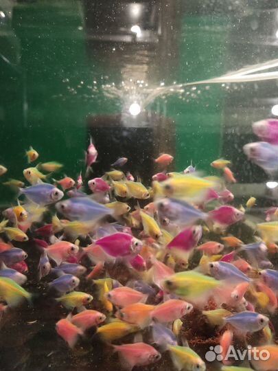 Тернеция гло фиш