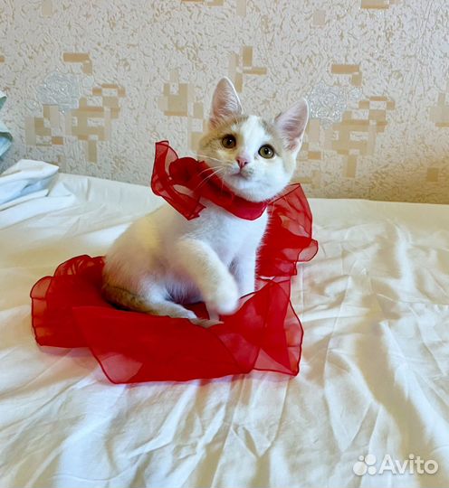 Котенок мальчик Сеня