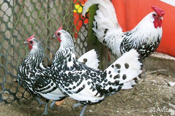 Гамбурские цыплята