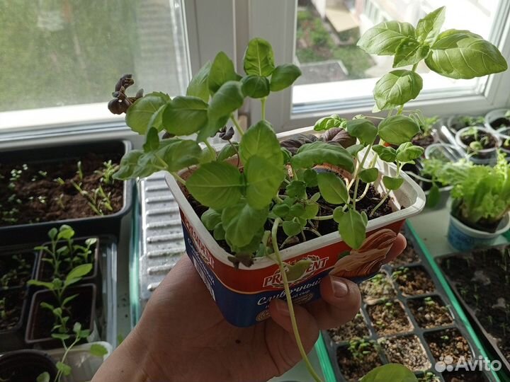 Рассада базилик