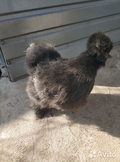 Цыплята Китайские Шёлковые