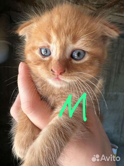 Котята в добрые руки