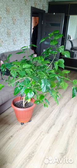 Монстера, гибискус