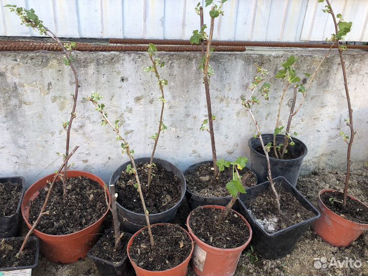 Черная смородина саженцы