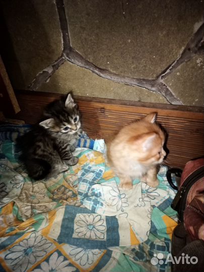 Гроза мышей