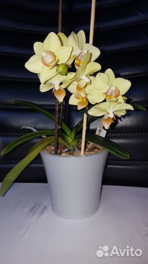 Орхидея Фаленопсис Добавляю