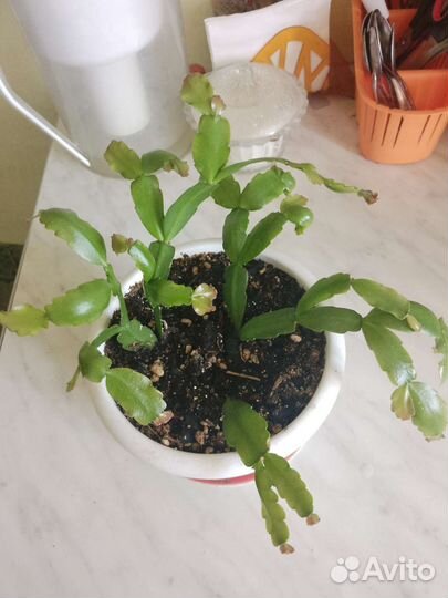 Декабрист шлюмбергера