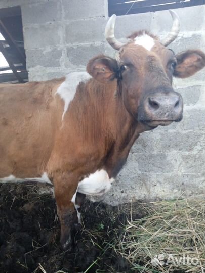 Тёлочка коровы