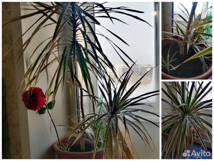 Комнатное растение Драцена