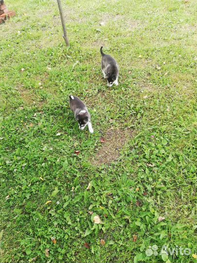 Собака хаски девочки Отдам в добрые руки