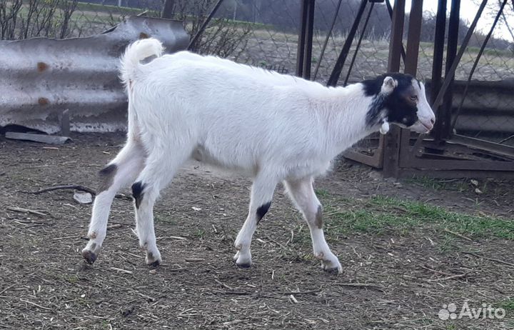 Козел, козлики Ламанча