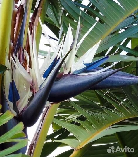 Комнатные цветы растение стрелиция Регина и Никола