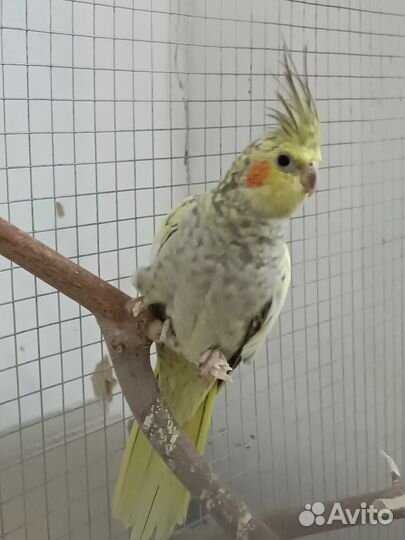 Попугай корелла