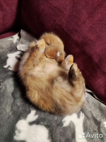 Декоративные кролики