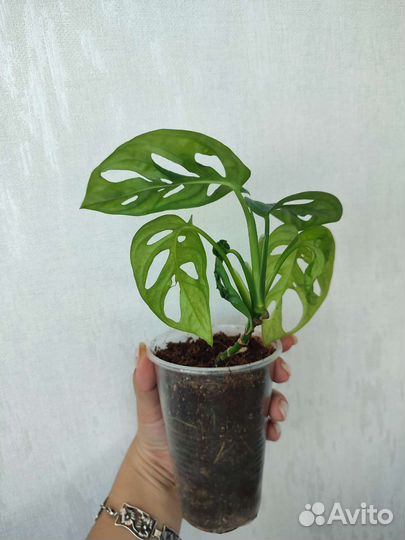 Мастера Манки Маск (Адансона)