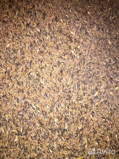 Зерно овес гречиха