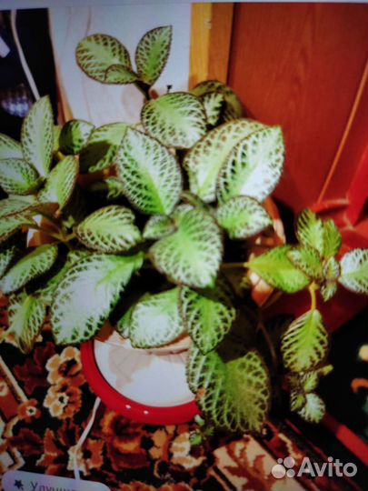 Комнатные растения