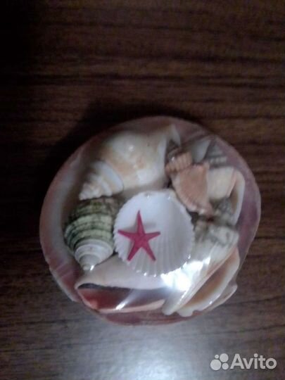 Морские ракушки