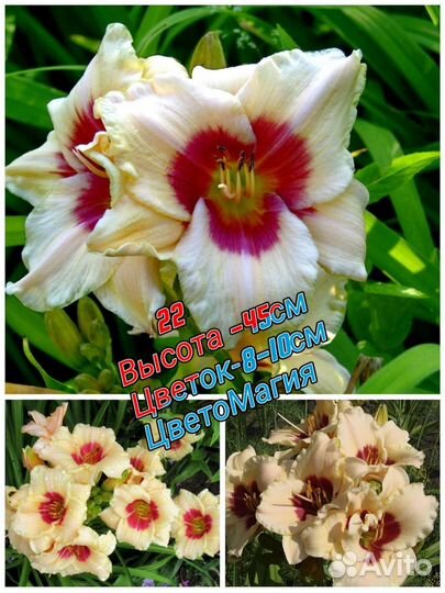 Лилейники сортовые почта/сдек