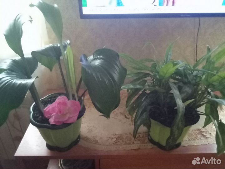 Комнатные цветы