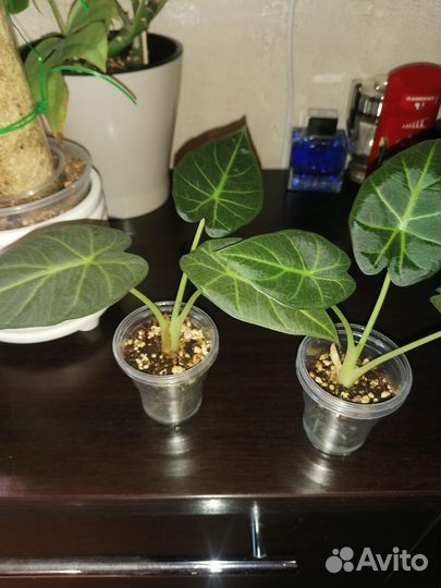 Алоказия регал шилдс, полли