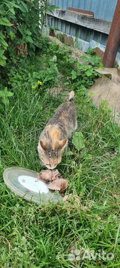 Подарите дом маленькой красотке