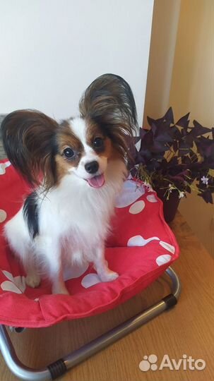 Предлагается собака породы папийон