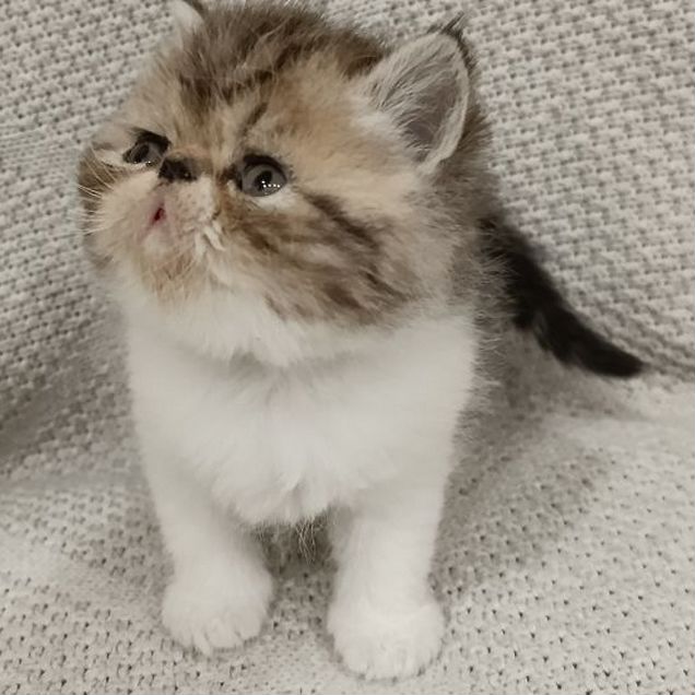 Экзотический короткошёрстный котёнок