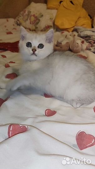 Шотландская малышня