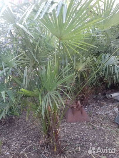 Продам пальмы Трахикарпус Форчуна