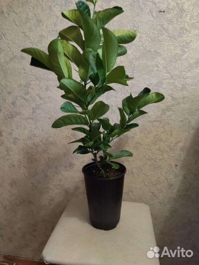 Экзоты цитрусы