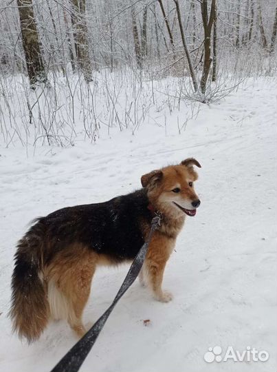 Красавица Герда ждёт своего хозяина в приюте