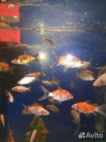 Рыба комета